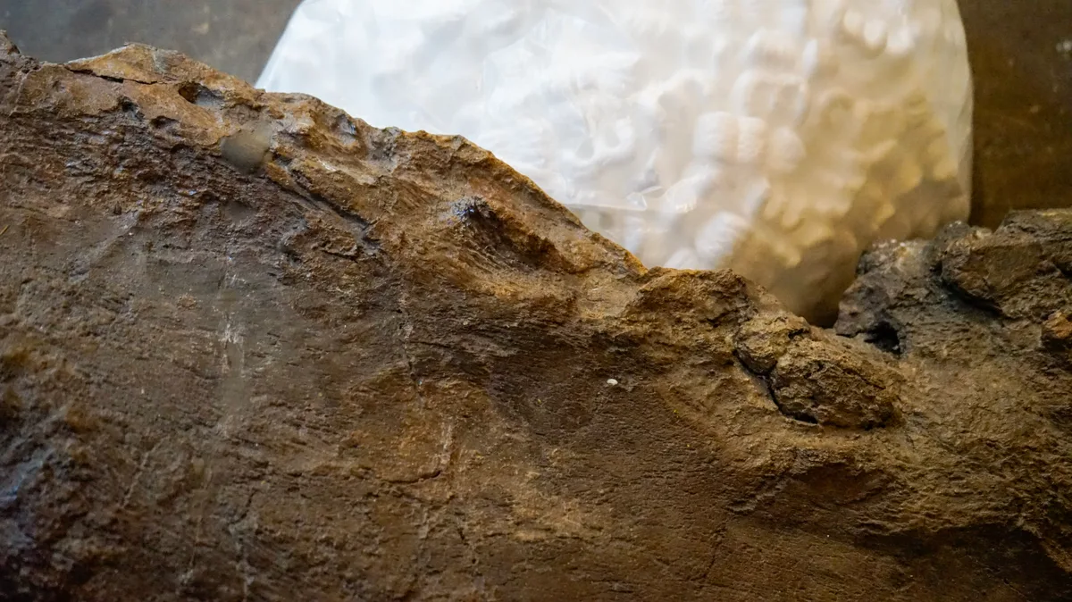 Man sieht einen Knochen mit Einkerbungen. 